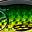Green Flash