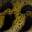 Burbot