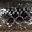 Silver Goby UV Silver Goby UV