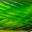 Black/Opaque Chartreuse