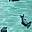 Tarpon Time Aruba