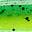 UV Chartreuse Tiger UV Chartreuse Tiger