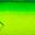 Green Parrot Green Parrot