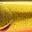SG Black Gold SG Black Gold