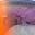 Orange/Sardine Orange/Sardine