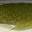 Natural Green Roach