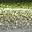 Flake Green