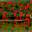 Watermelon Red Watermelon Red