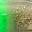 Green/Weed