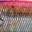 Pink Minnow Pink Minnow