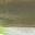 Ayu